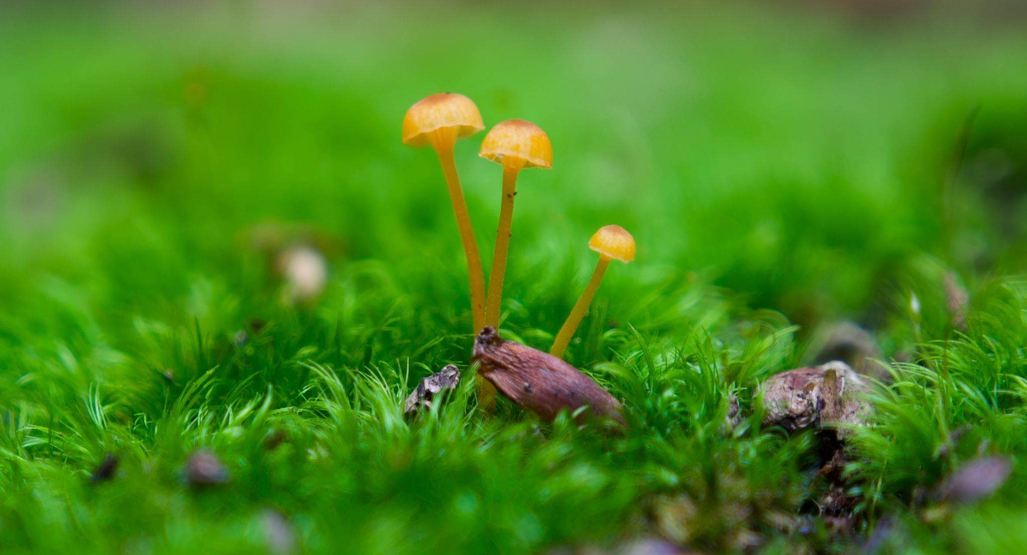 Rickenella fibula Hainault Forest, UK222